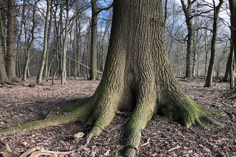 Die Eiche ist fest verkrallt in der Erde.  (c) Jes-Peter Hansen