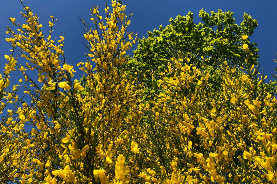 Im Rausch der Farben - der Besenginster als Pioniergehölz und die Eiche im satten Grün (c) Jes-Peter Hansen