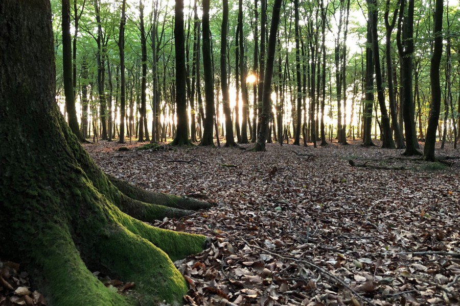 Ein glühender Wald beim Sonnenuntergang (c) Jes-Peter Hansen