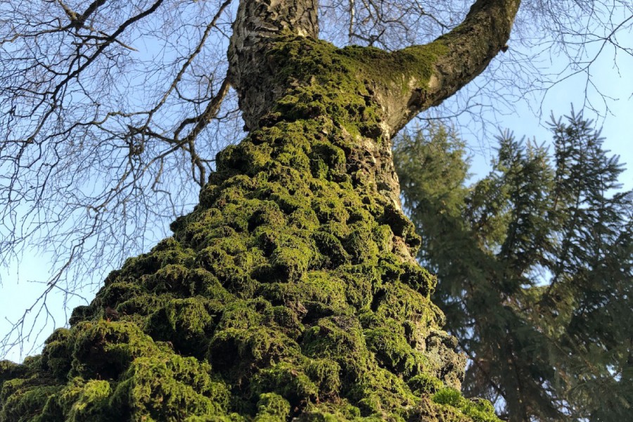 Der Methusalem-Baum - eine Birke im biblischen Alter (c) Jes-Peter Hansen