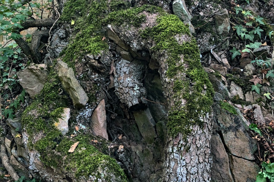 Die Wurzel bricht den Stein - die Stärke der Langsamkeit (c) Jes-Peter Hansen